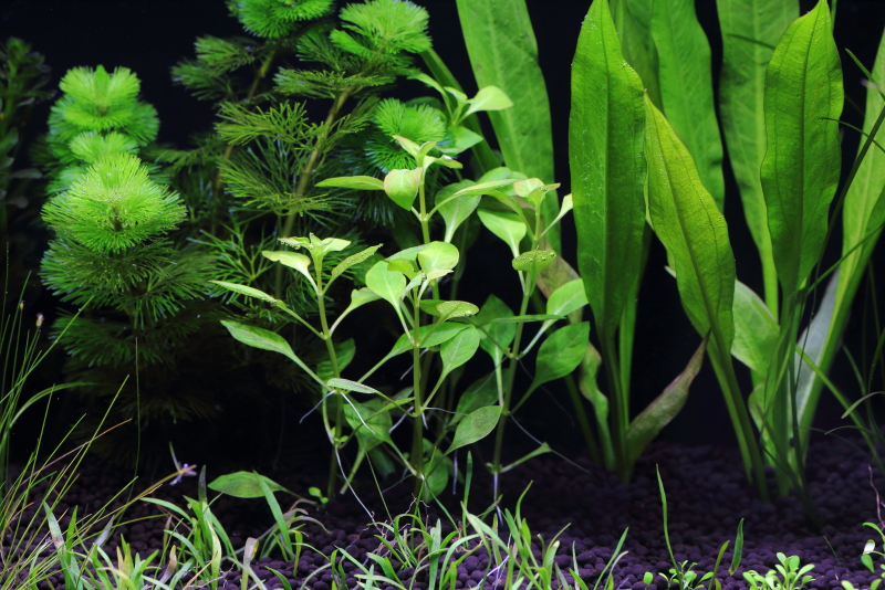 植栽から5日目